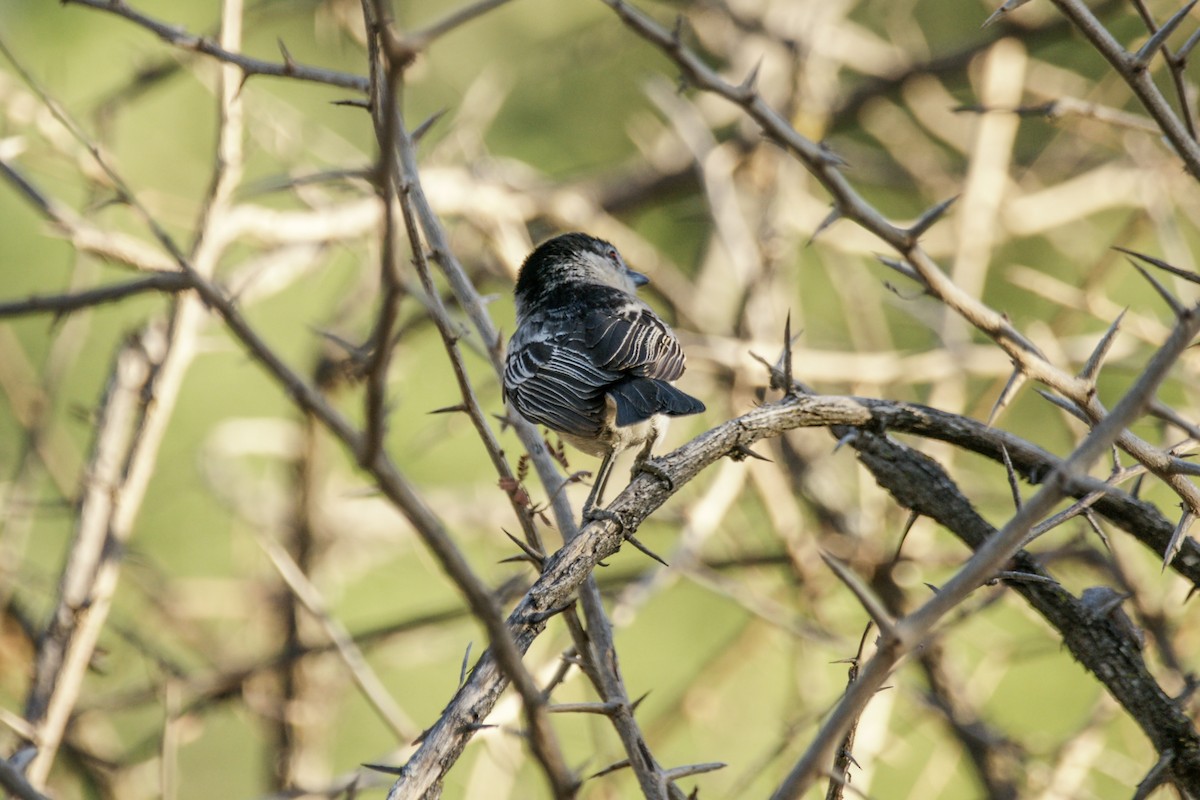 Black-backed Puffback - ML638238236