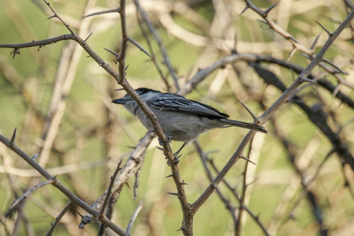 Black-backed Puffback - ML638238237