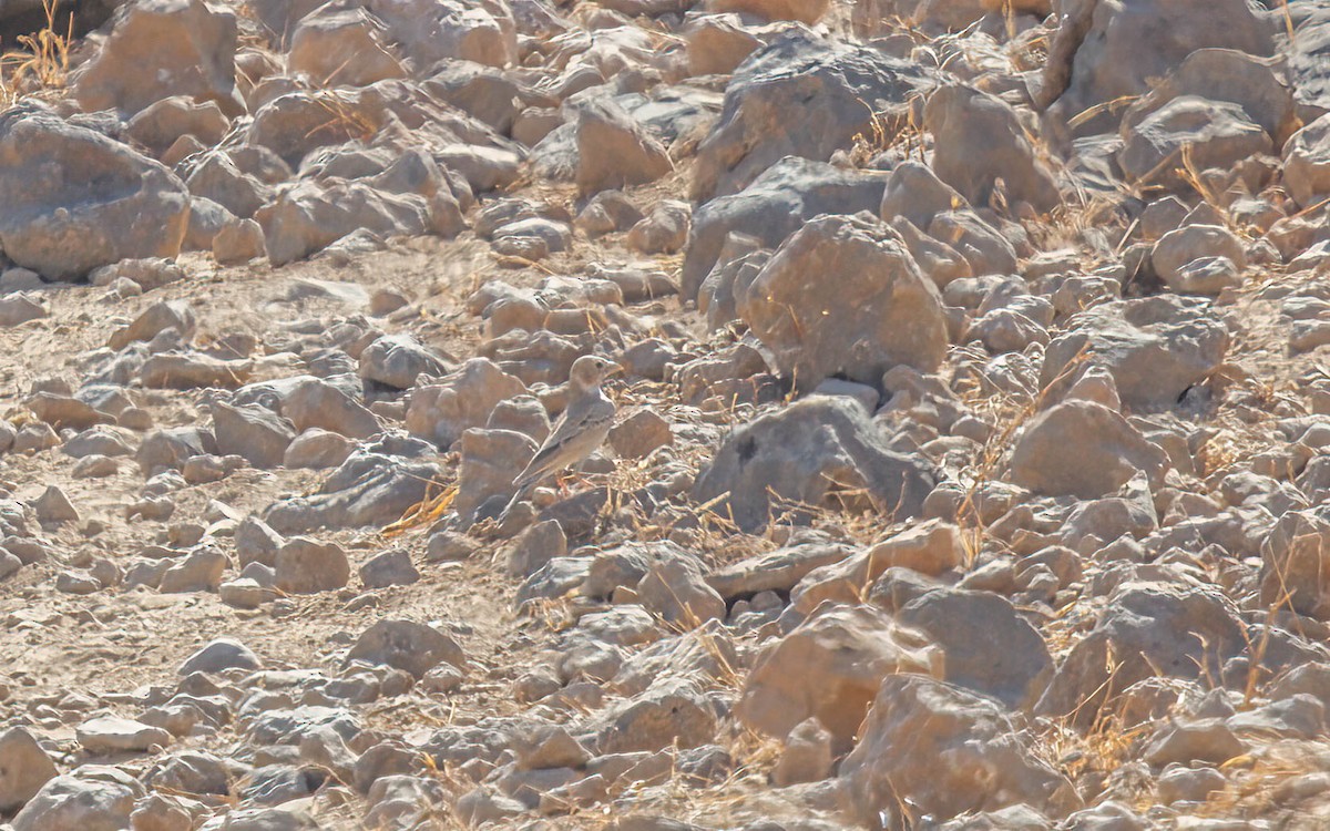 Black-crowned Sparrow-Lark - ML638238255
