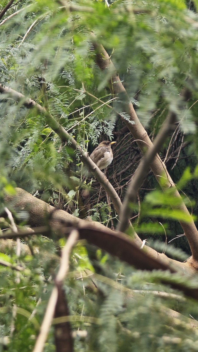 Creamy-bellied Thrush - ML638238257