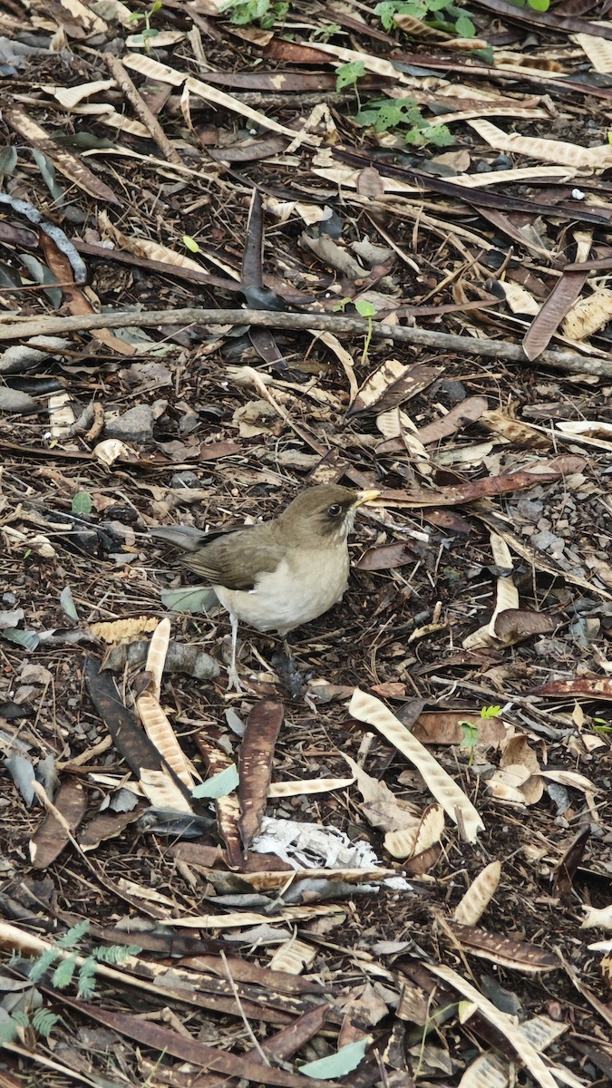 Creamy-bellied Thrush - ML638238258