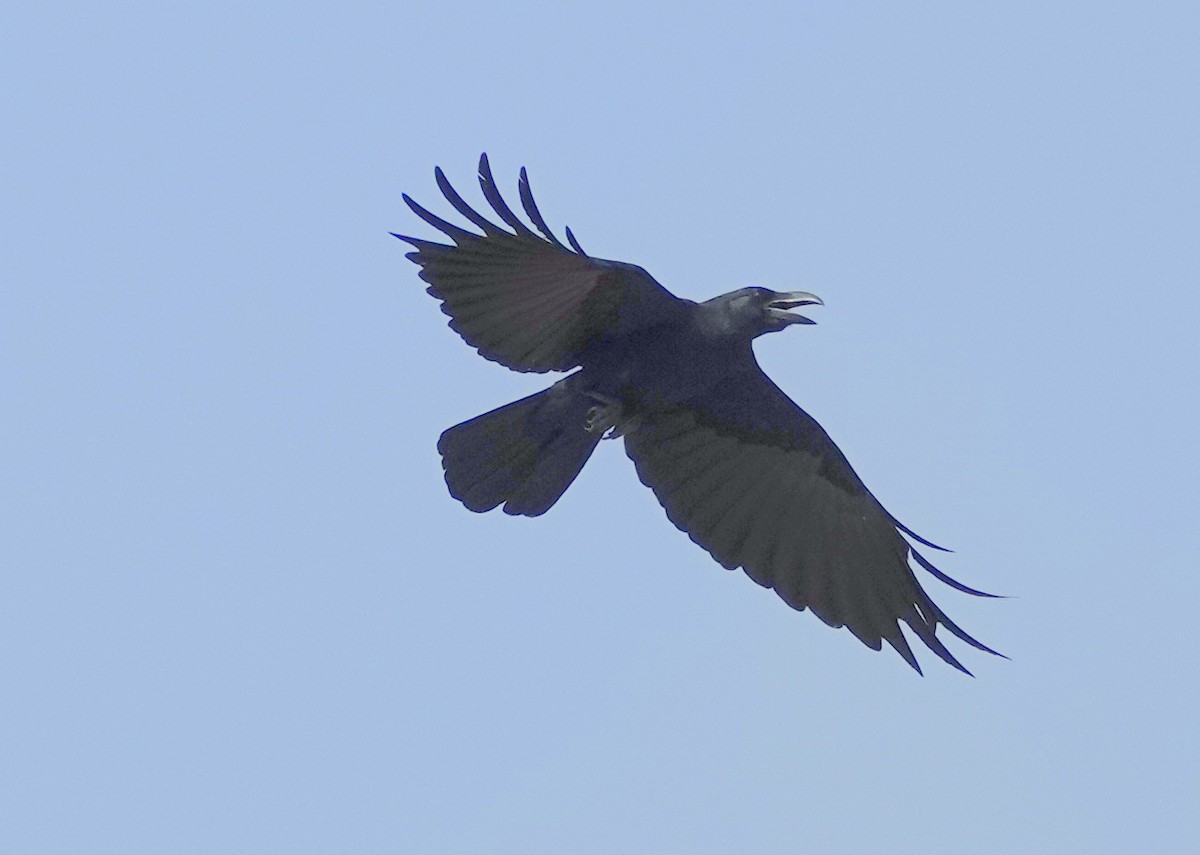 Large-billed Crow - ML638238267