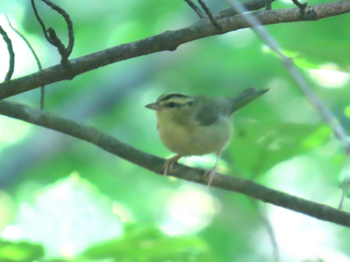 Worm-eating Warbler - ML638238269