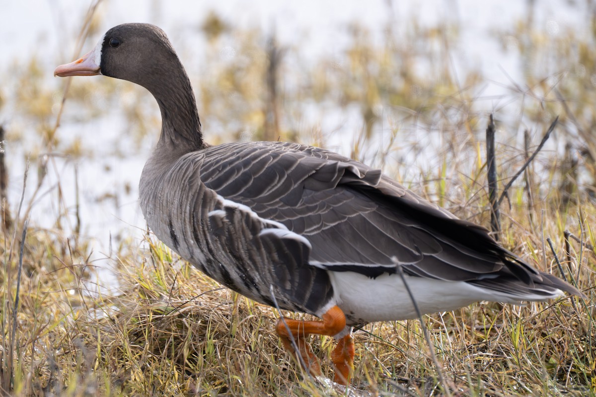 Greater White-fronted Goose - ML638238273