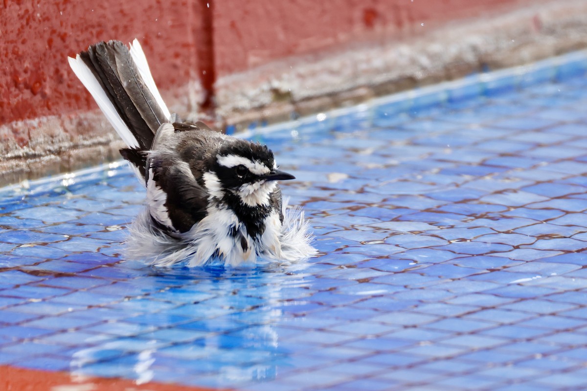 African Pied Wagtail - ML638238276
