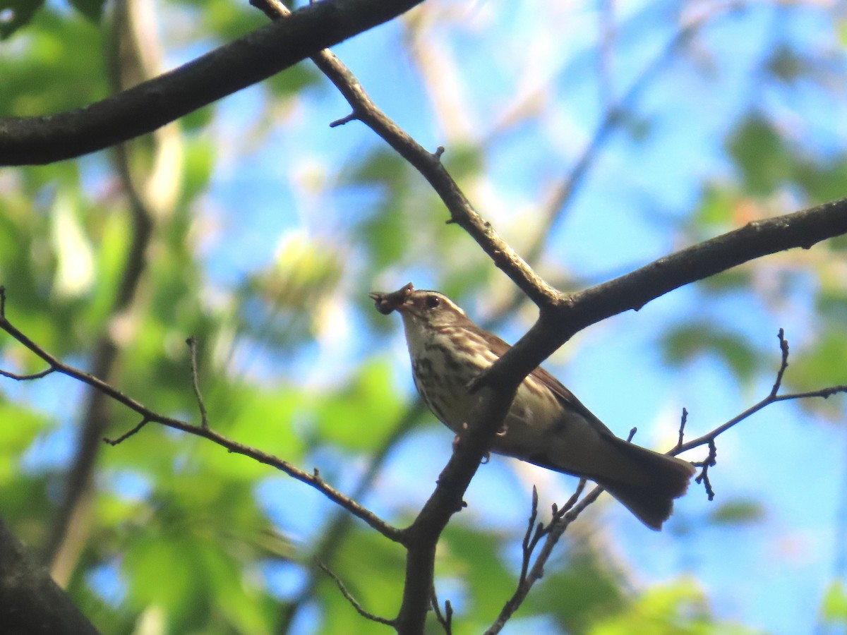 Louisiana Waterthrush - ML638238313