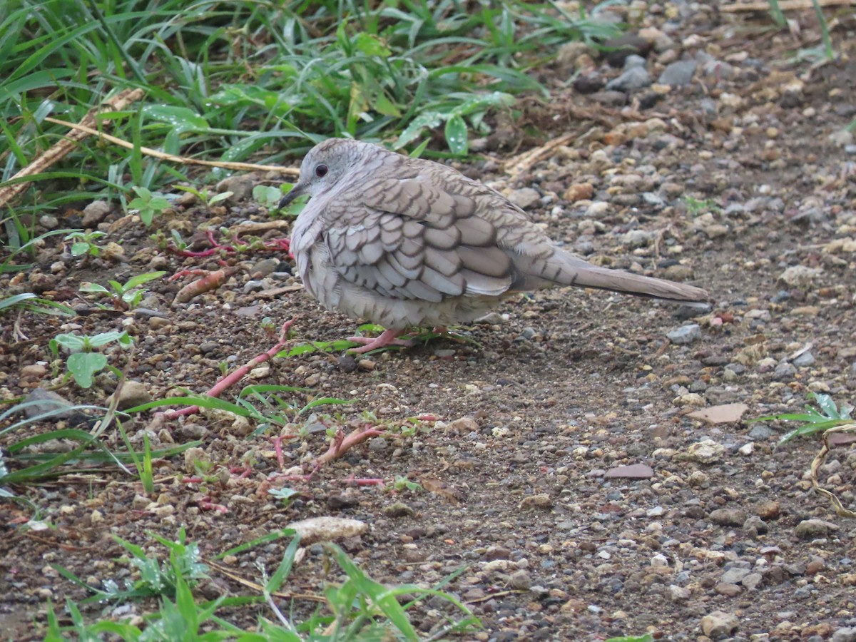 Inca Dove - ML638238317