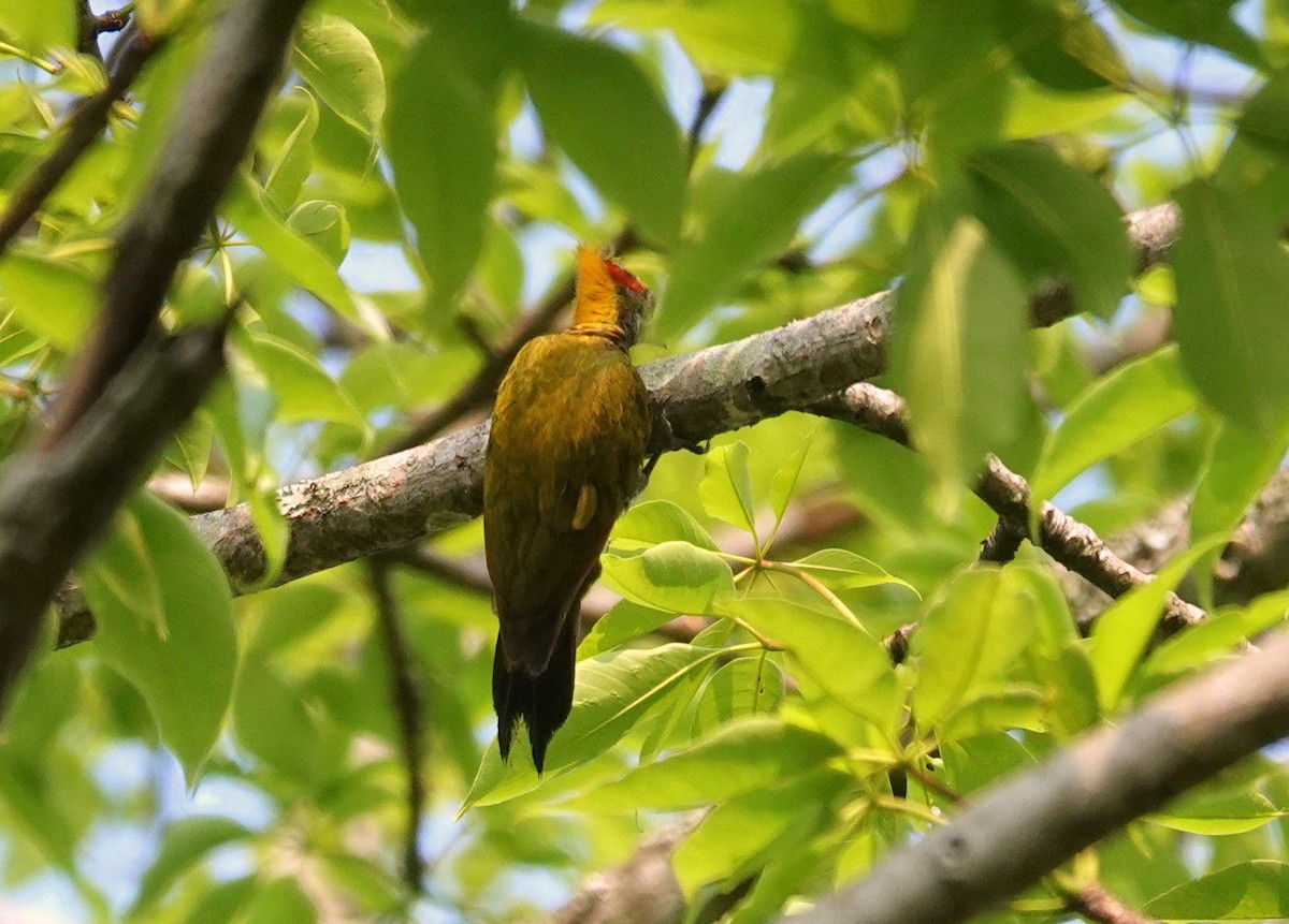 Lesser Yellownape - ML638238323