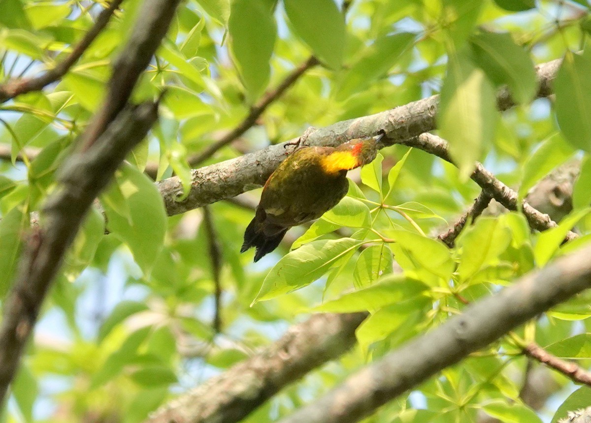 Lesser Yellownape - ML638238324