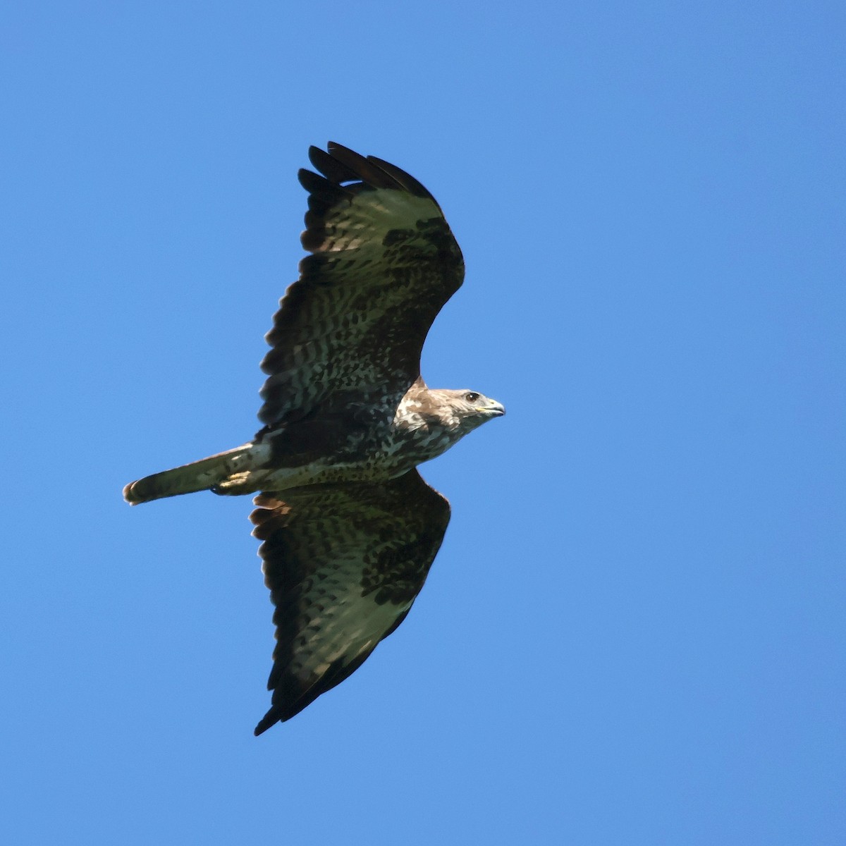 Common Buzzard - ML638238325