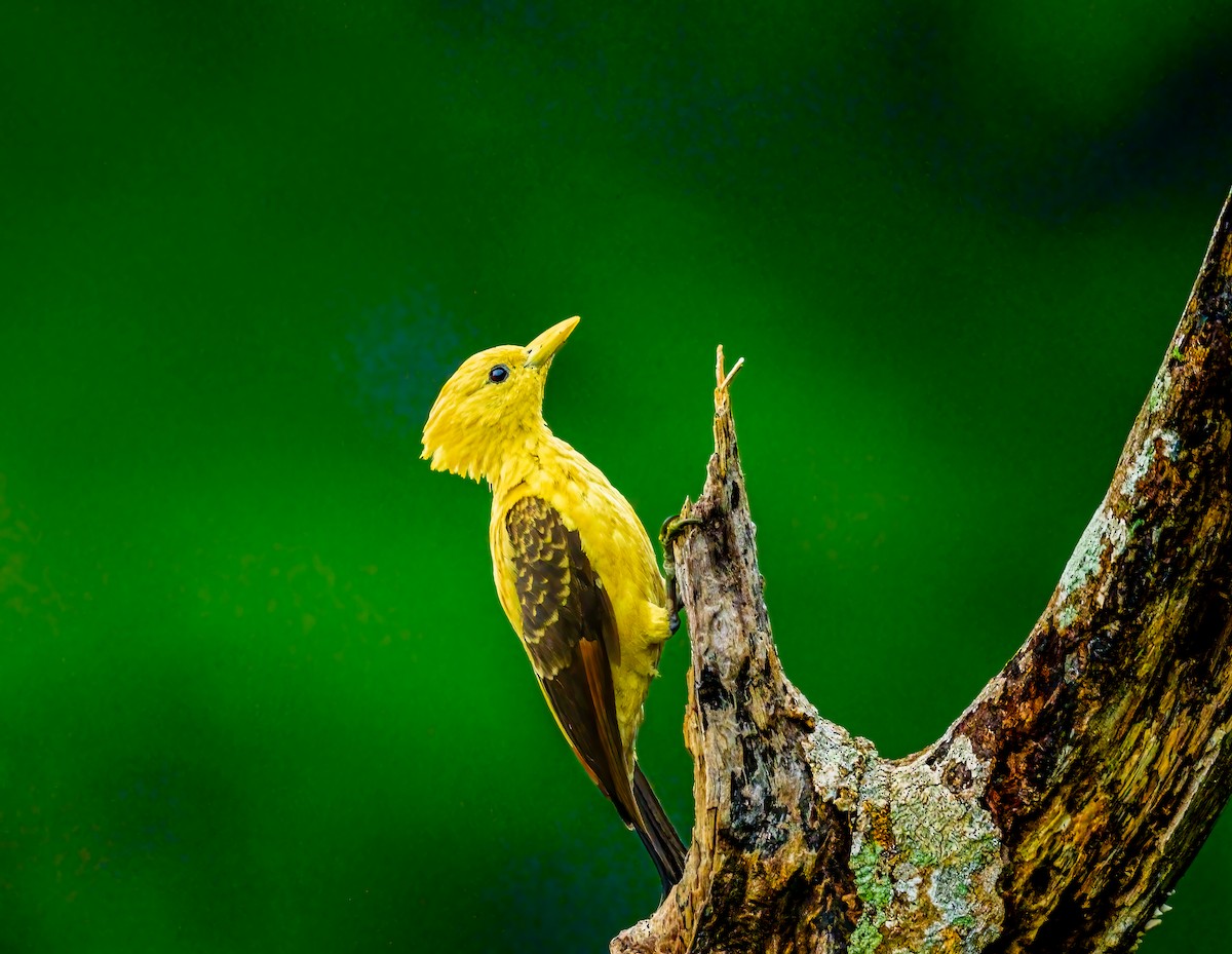 Cream-colored Woodpecker - ML638238327
