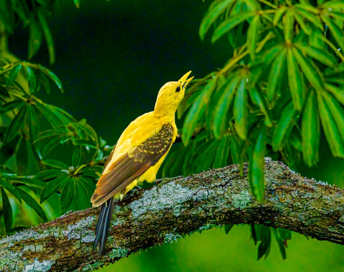Cream-colored Woodpecker - ML638238328