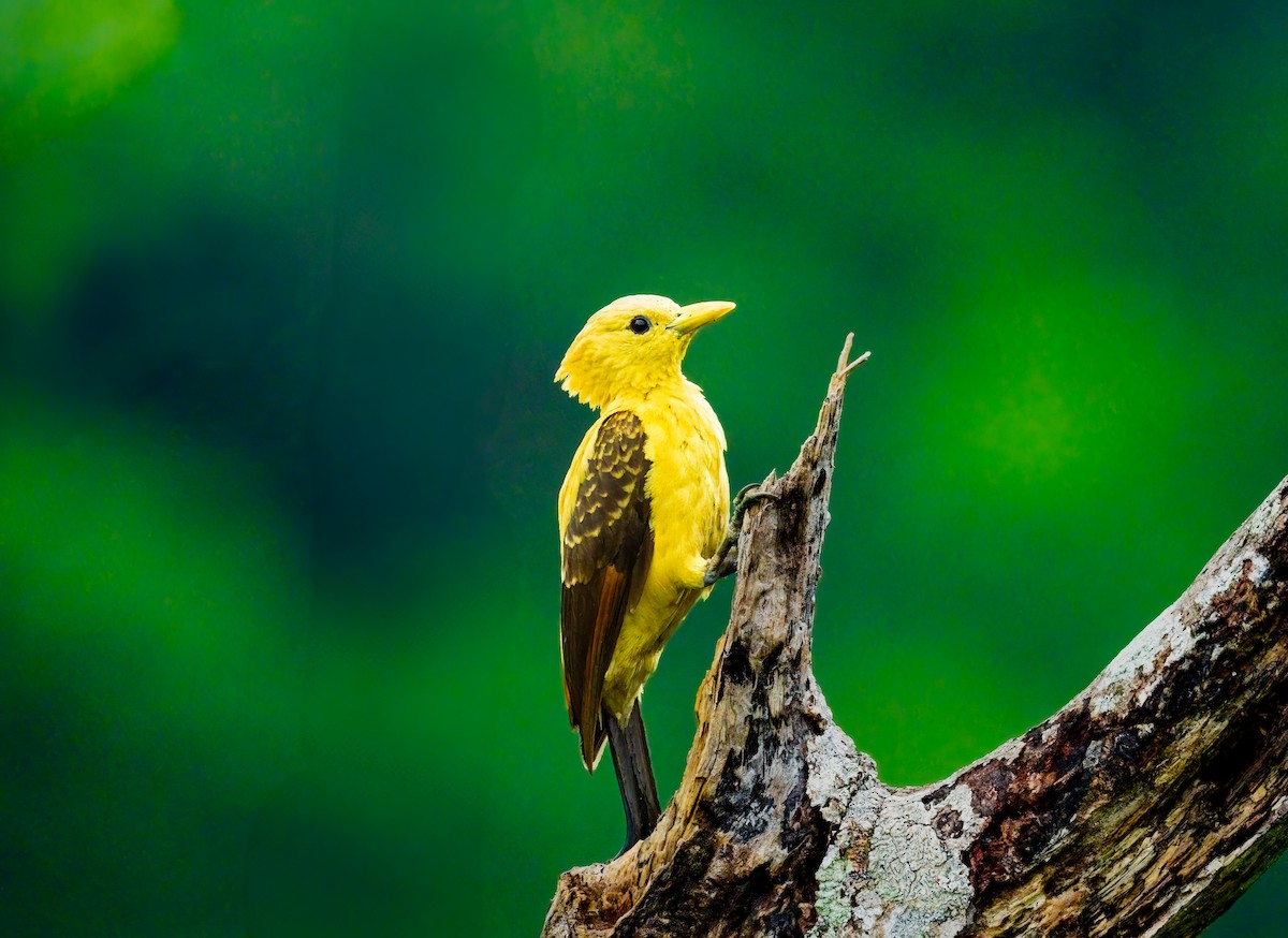 Cream-colored Woodpecker - ML638238330