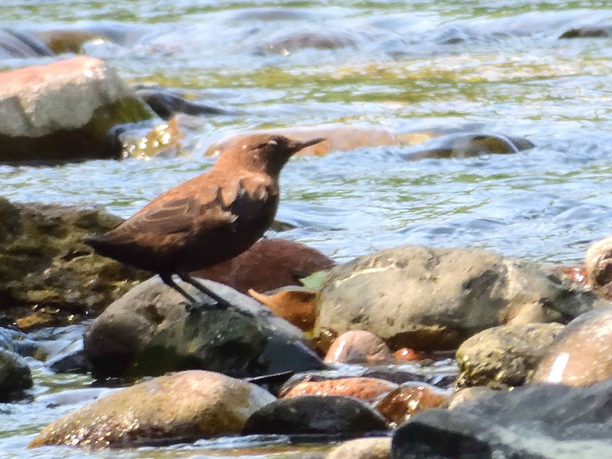 Brown Dipper - ML638238331