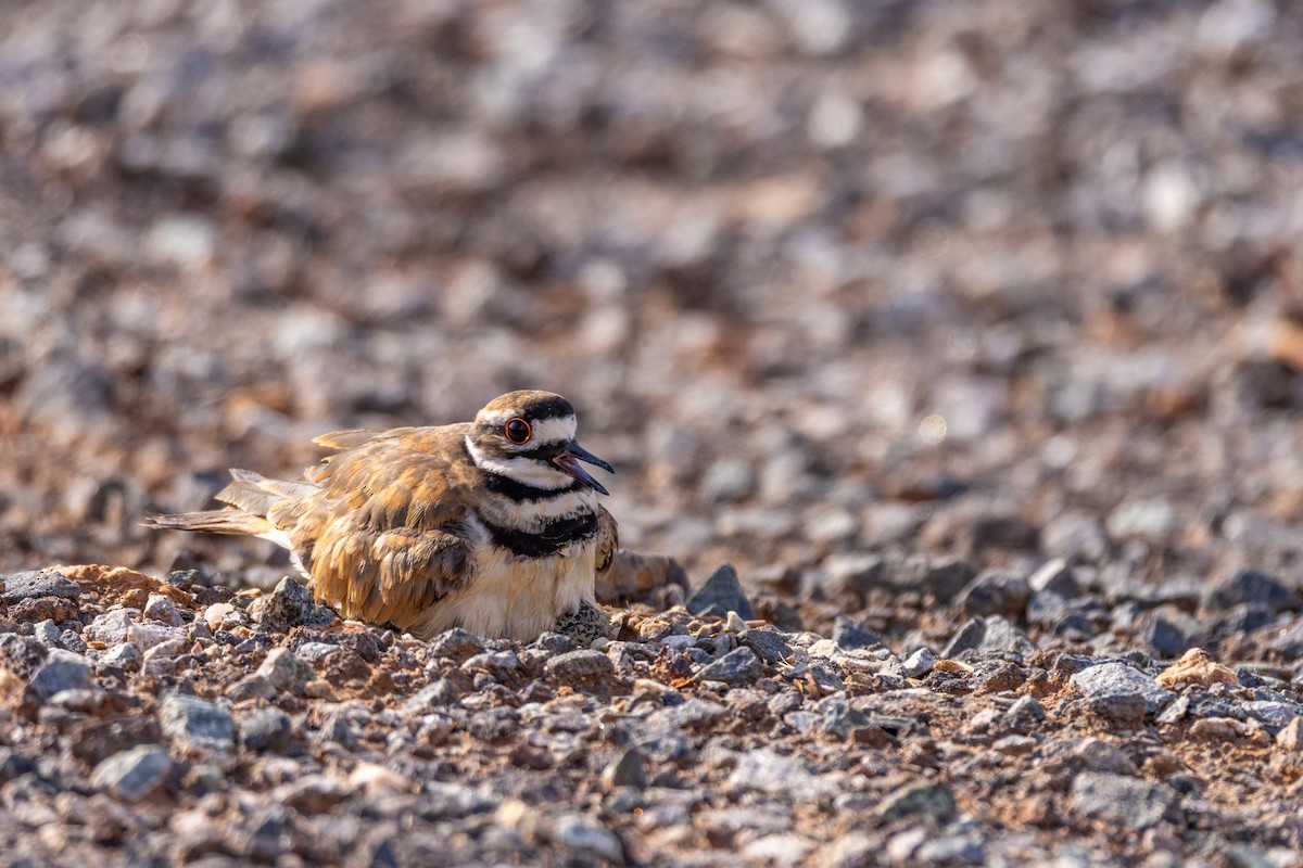 Killdeer - ML638238332