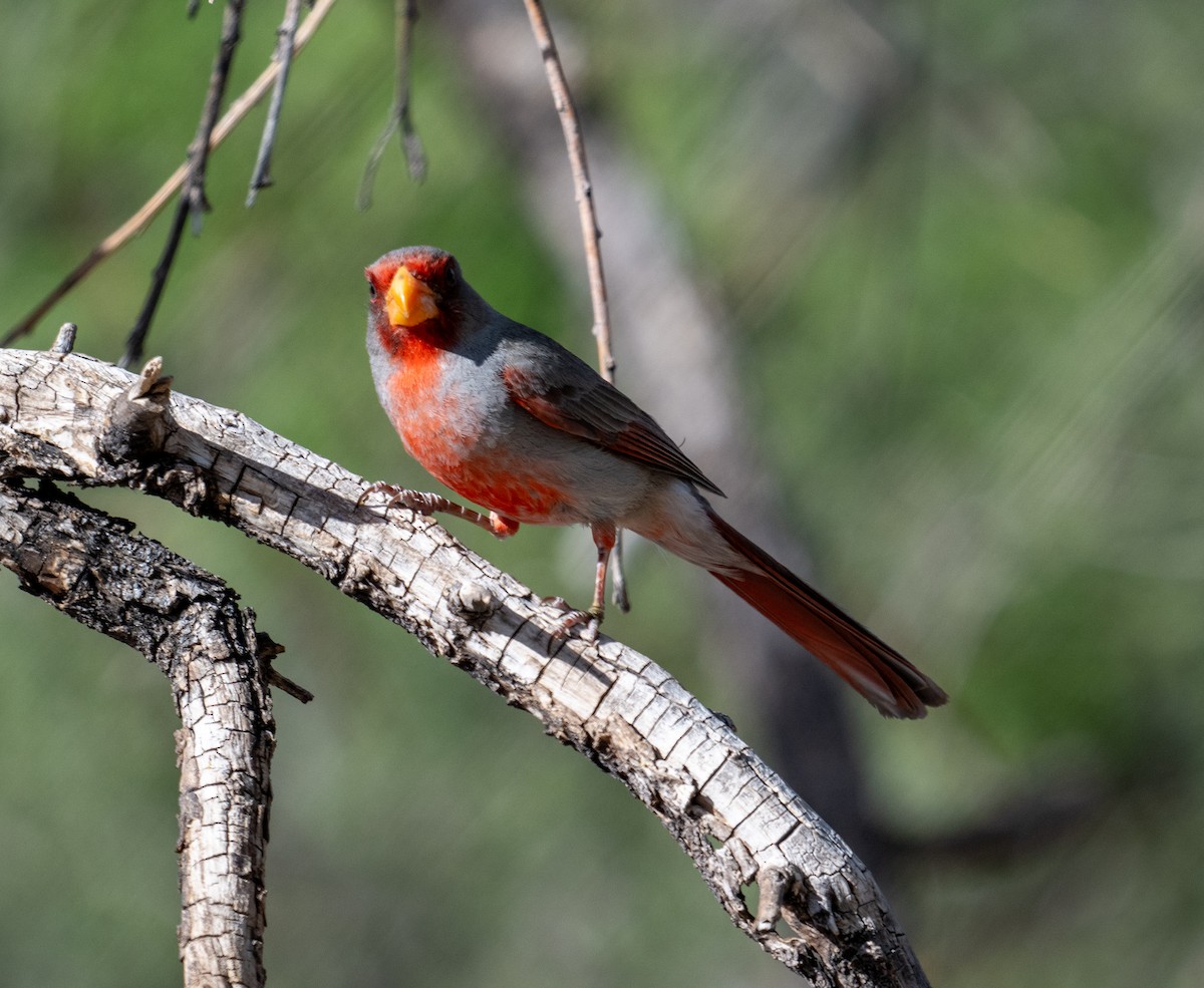 Pyrrhuloxia - ML638238333
