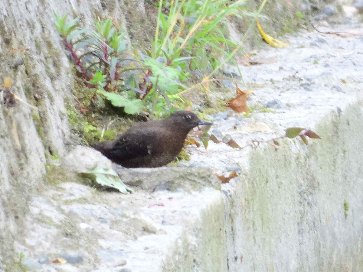 Brown Dipper - ML638238338