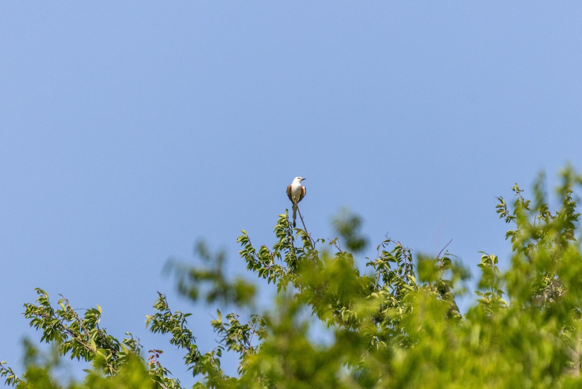 Scissor-tailed Flycatcher - ML638238354