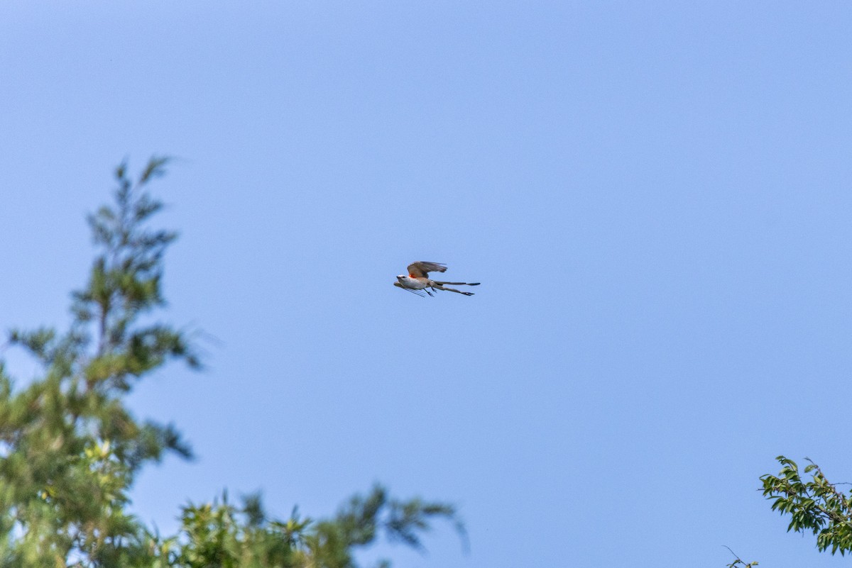 Scissor-tailed Flycatcher - ML638238355