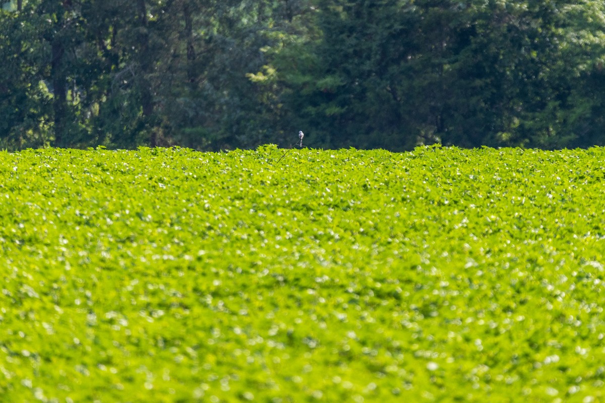 Scissor-tailed Flycatcher - ML638238356