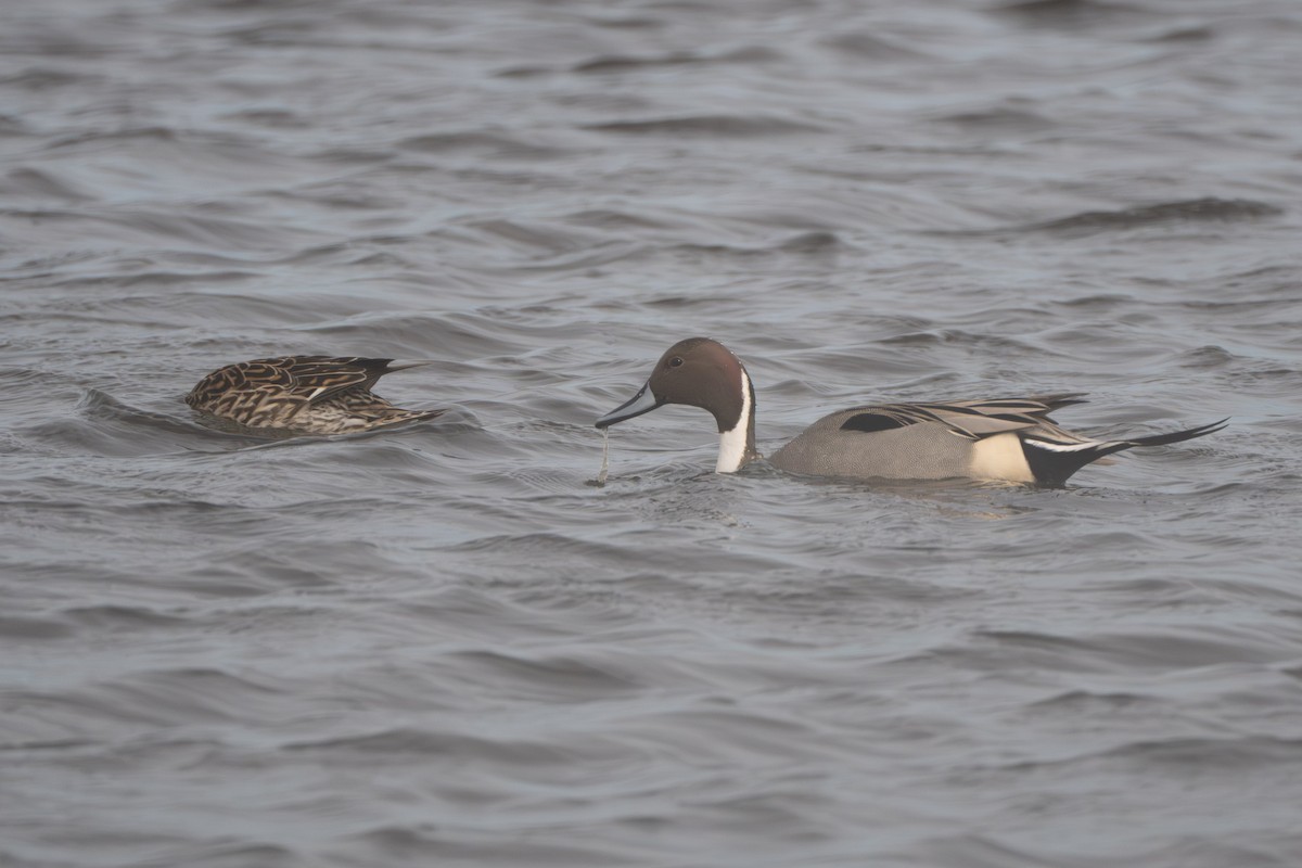 Northern Pintail - ML638238358