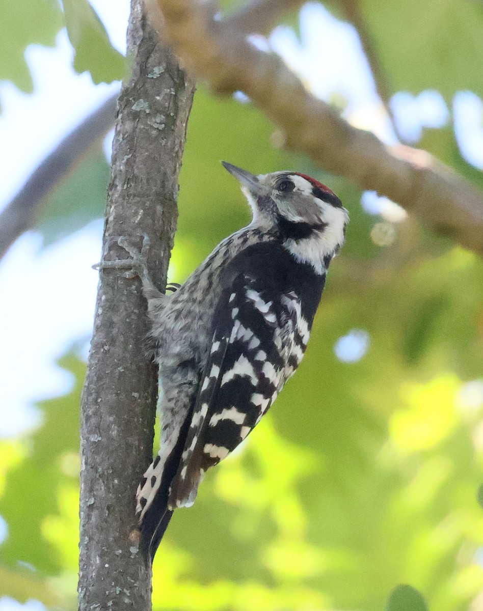 Lesser Spotted Woodpecker - ML638238365