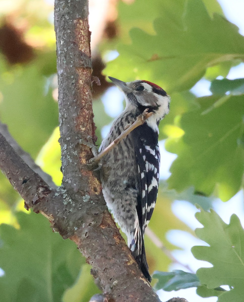 Lesser Spotted Woodpecker - ML638238370