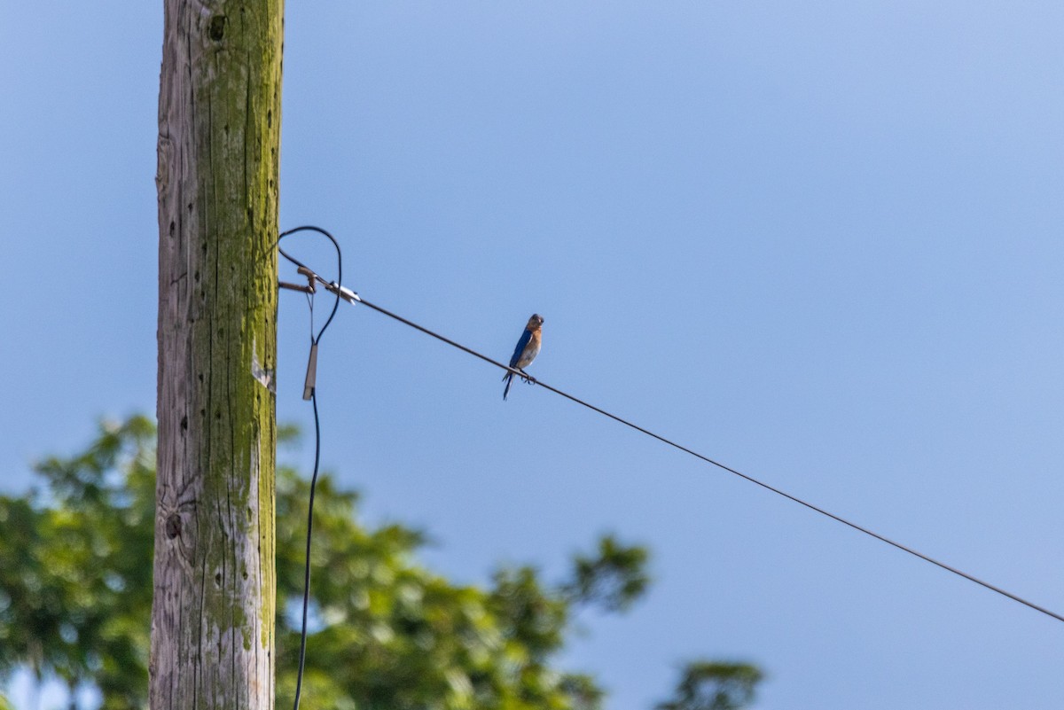 Eastern Bluebird - ML638238371