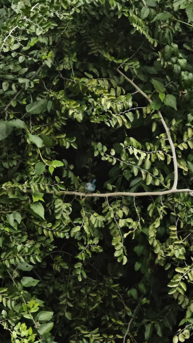 Sayaca Tanager - ML638238374