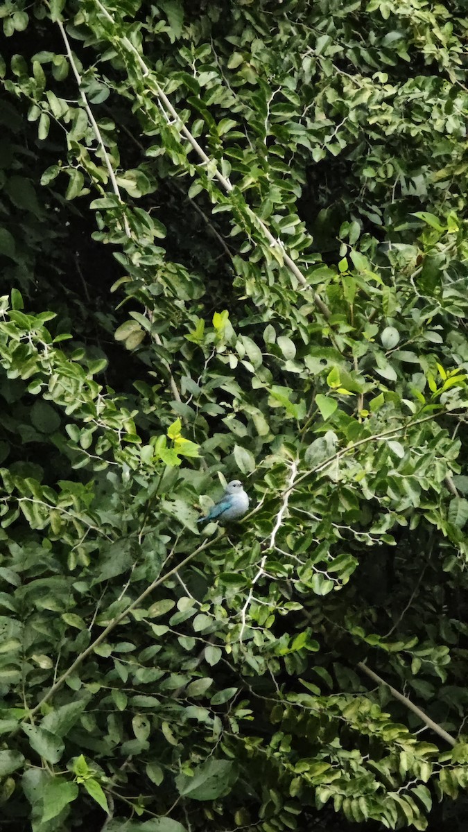 Sayaca Tanager - ML638238375