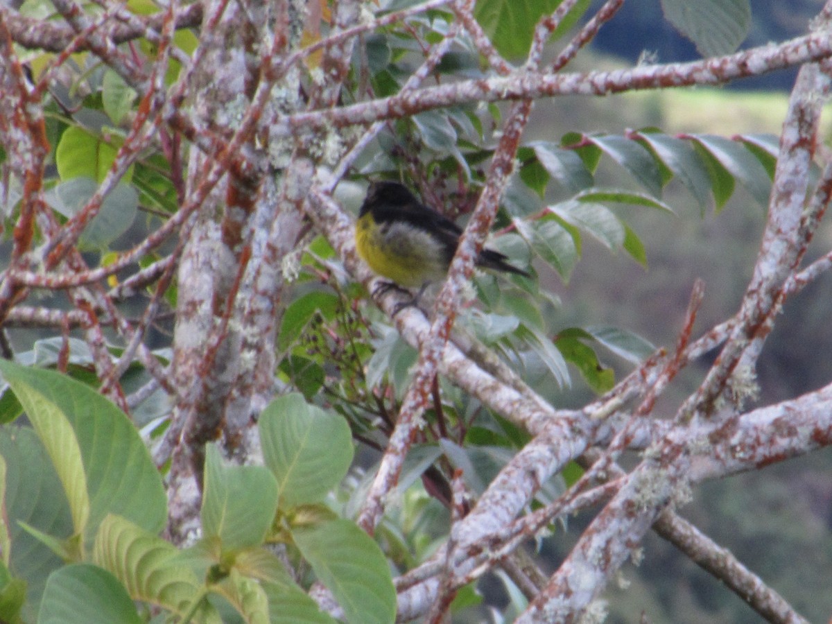 Yellow-bellied Siskin - ML638238376
