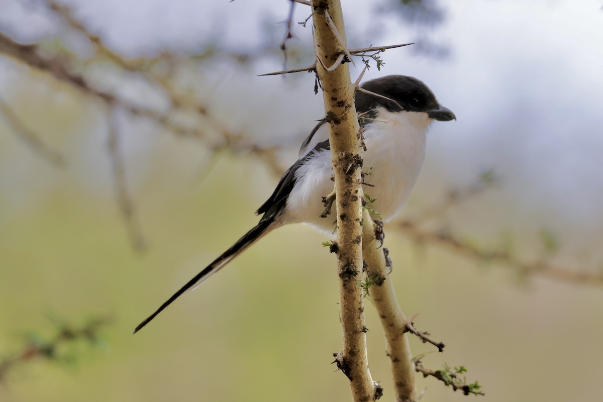 Northern Fiscal - ML638238379