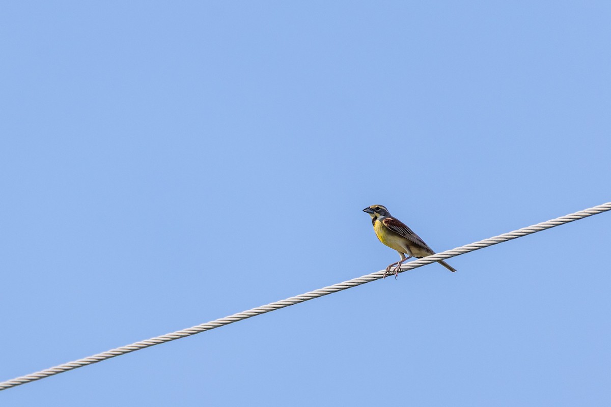 Dickcissel - ML638238380