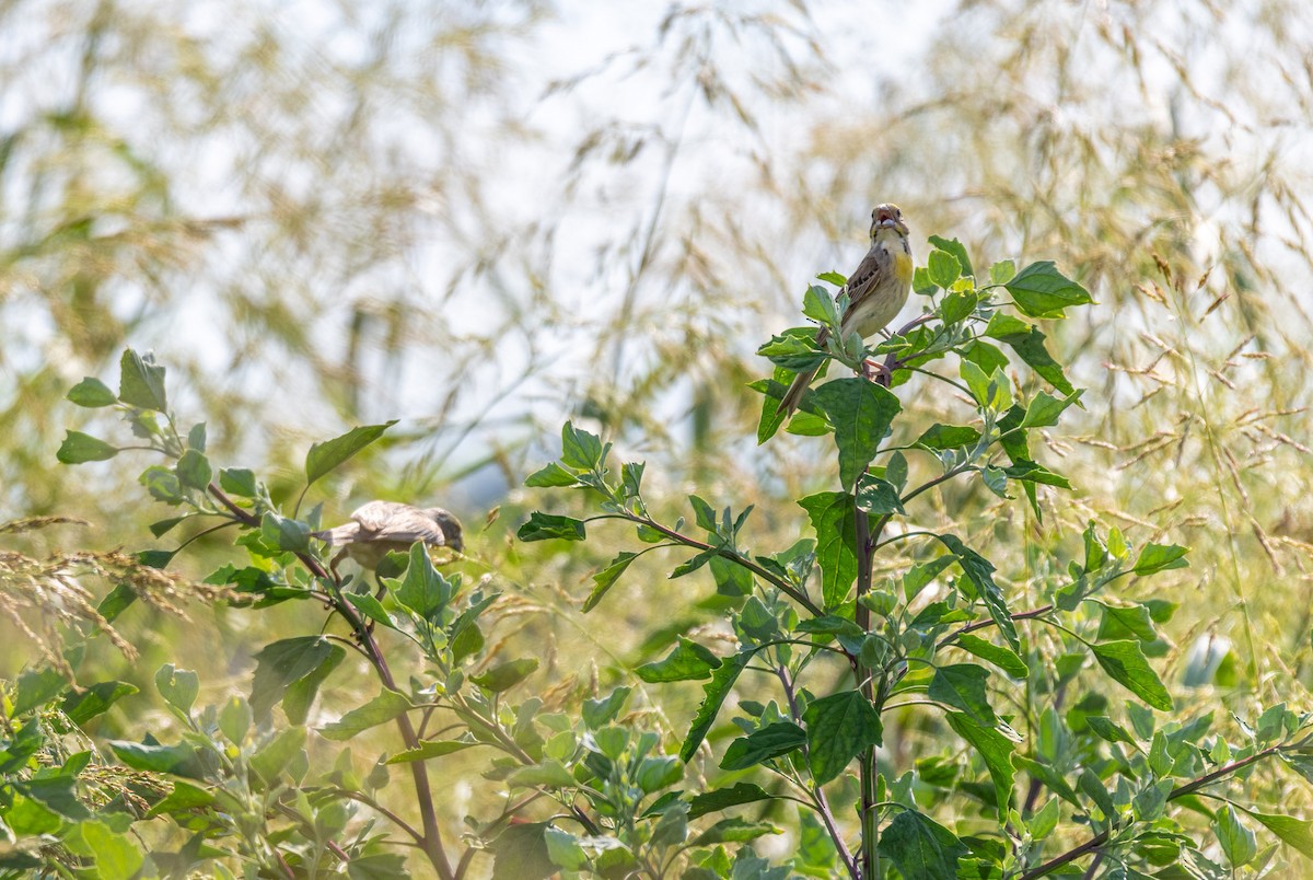 Dickcissel - ML638238381