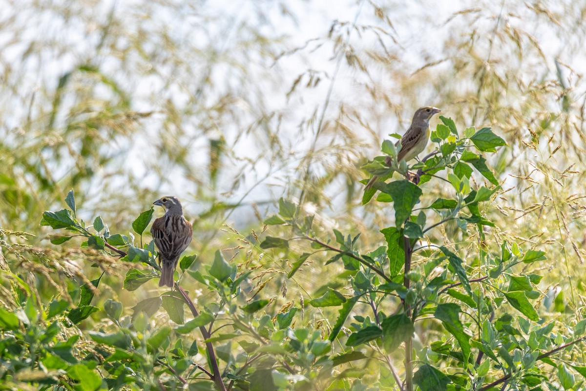 Dickcissel - ML638238382
