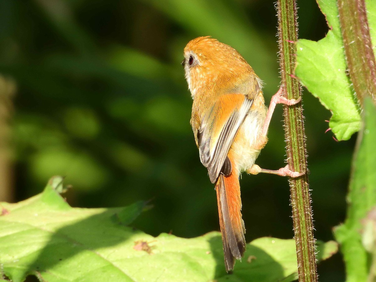 Golden Parrotbill - ML638238385