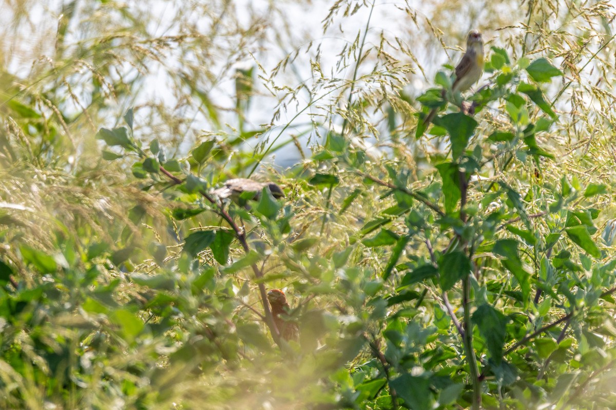House Finch - ML638238390