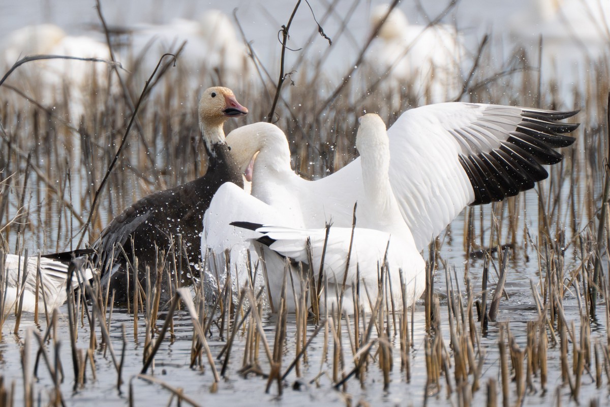 Snow Goose - ML638238399
