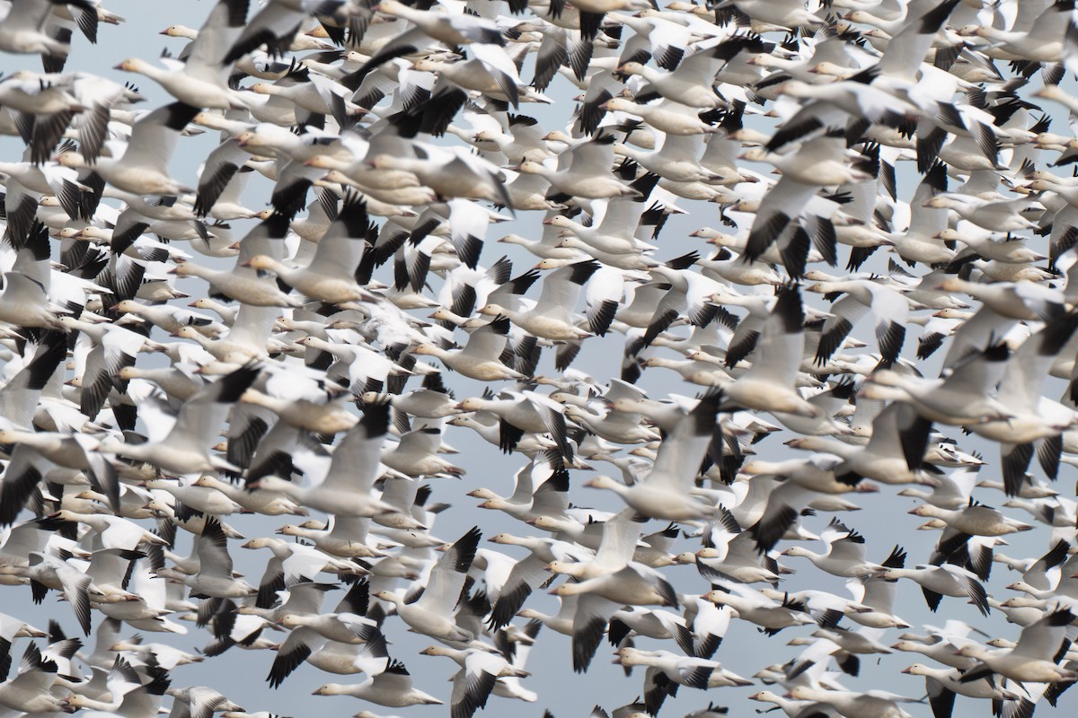 Snow Goose - ML638238401