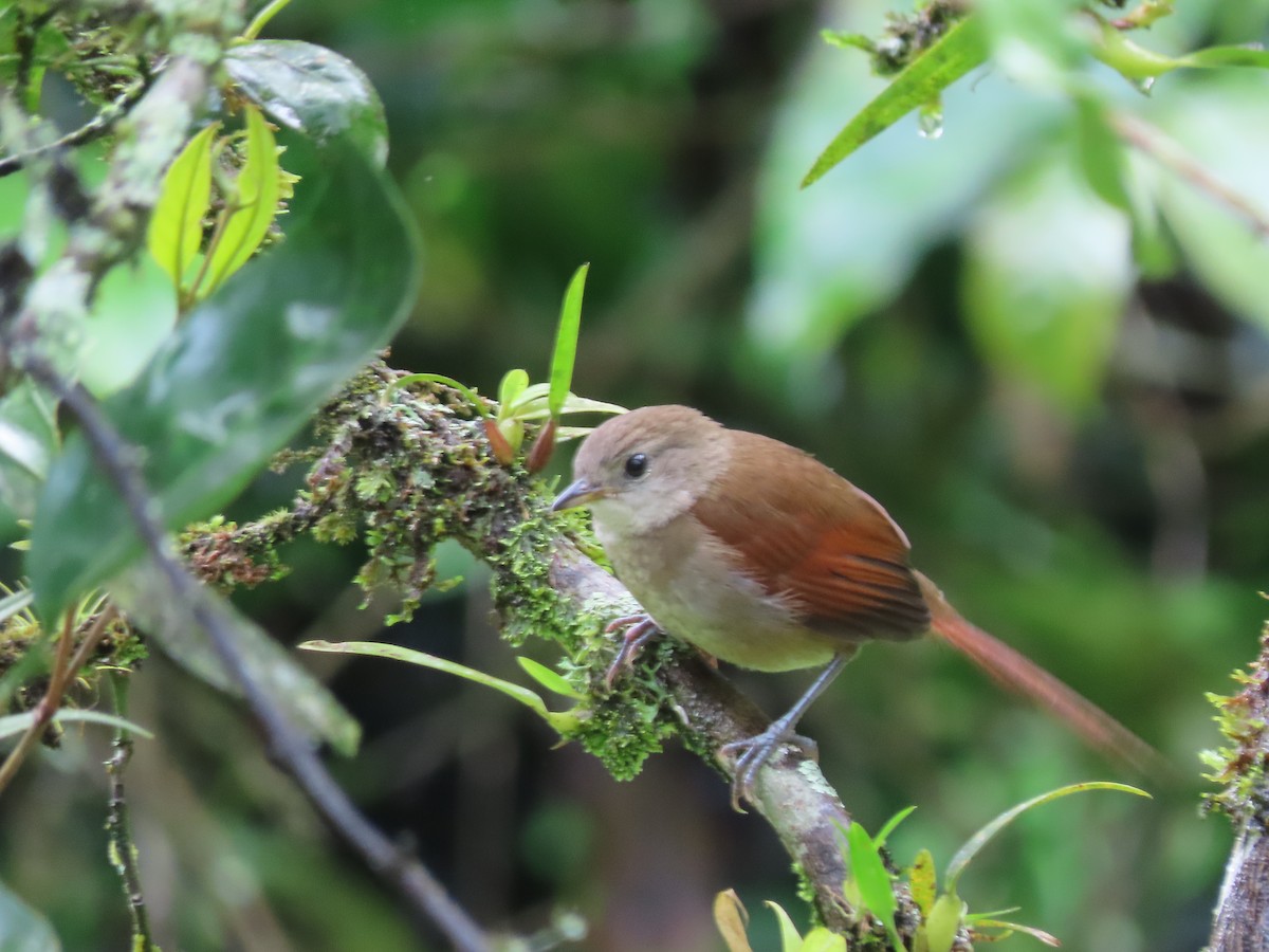 Plain-crowned Spinetail - ML638238402