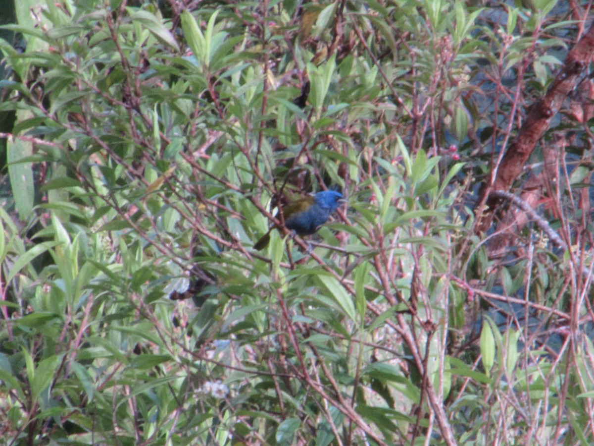 Blue-capped Tanager - ML638238403