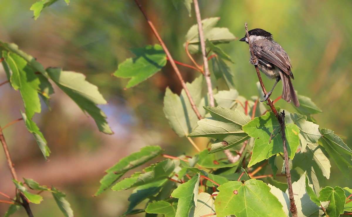 Carolina Chickadee - ML638238404
