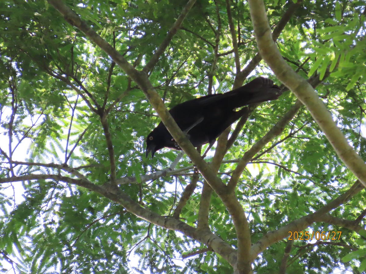 Giant Cowbird - ML638238406