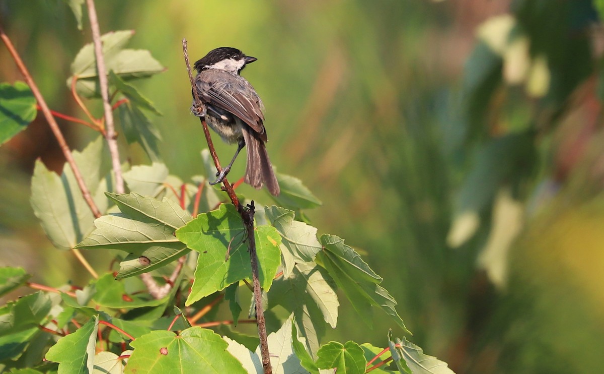 Carolina Chickadee - ML638238409
