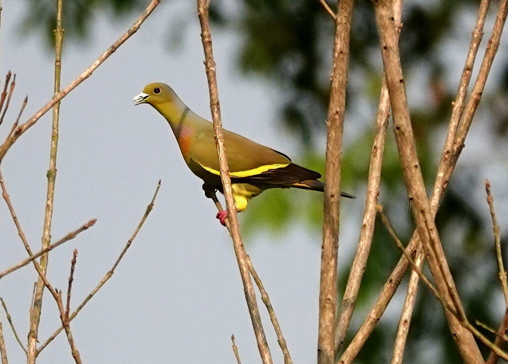 holub oranžovoprsý - ML638238414