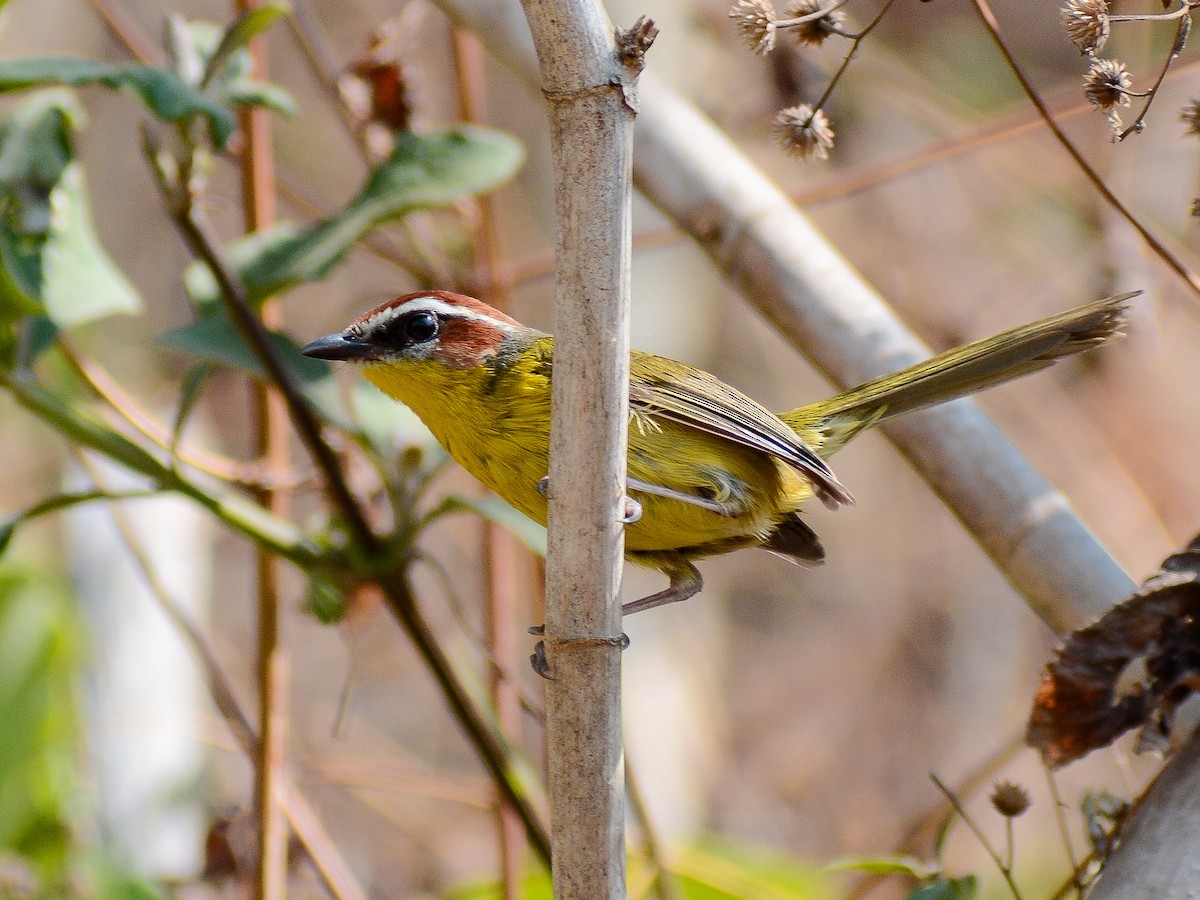 Chestnut-capped Warbler - ML638238419