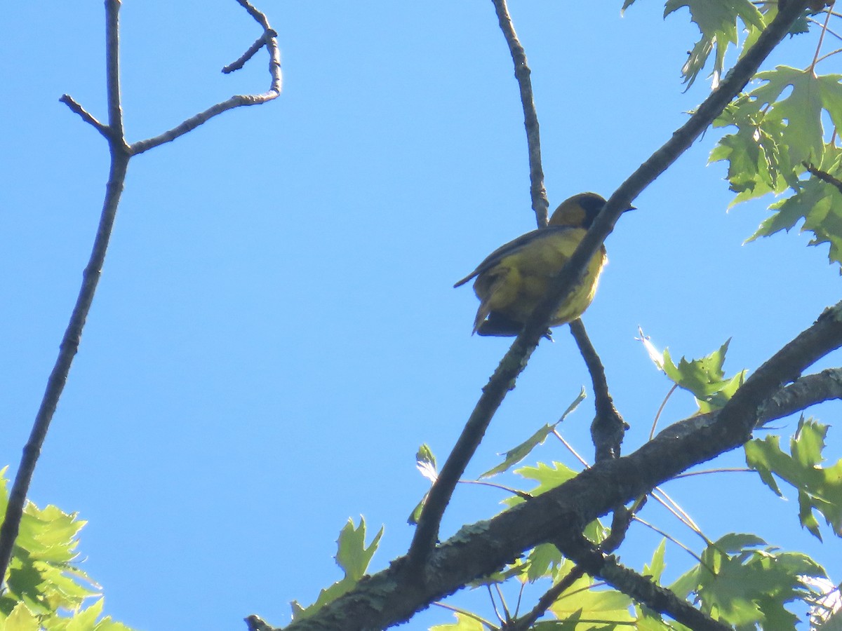 Orchard Oriole - ML638238427
