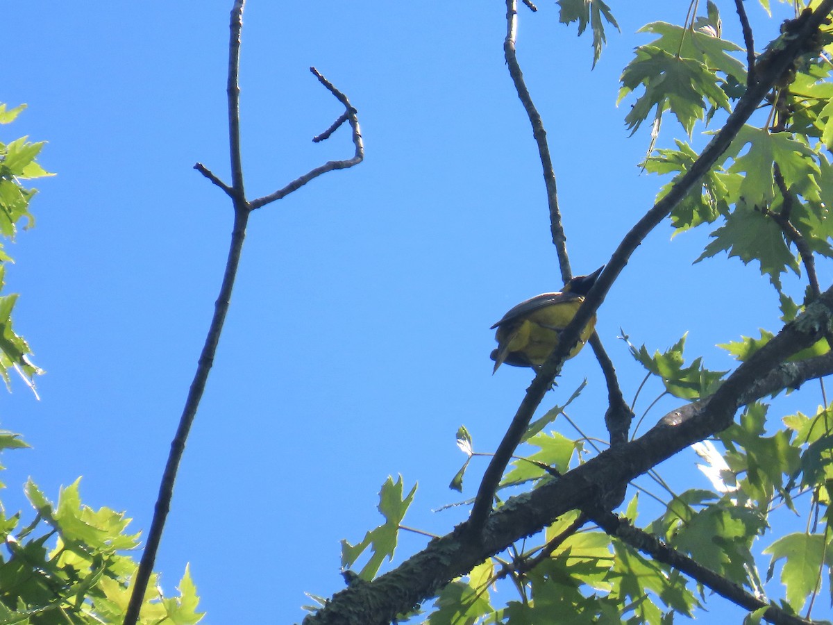 Orchard Oriole - ML638238428