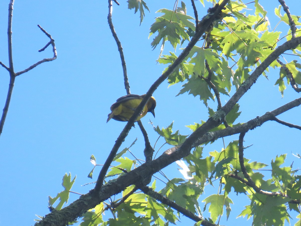 Orchard Oriole - ML638238429