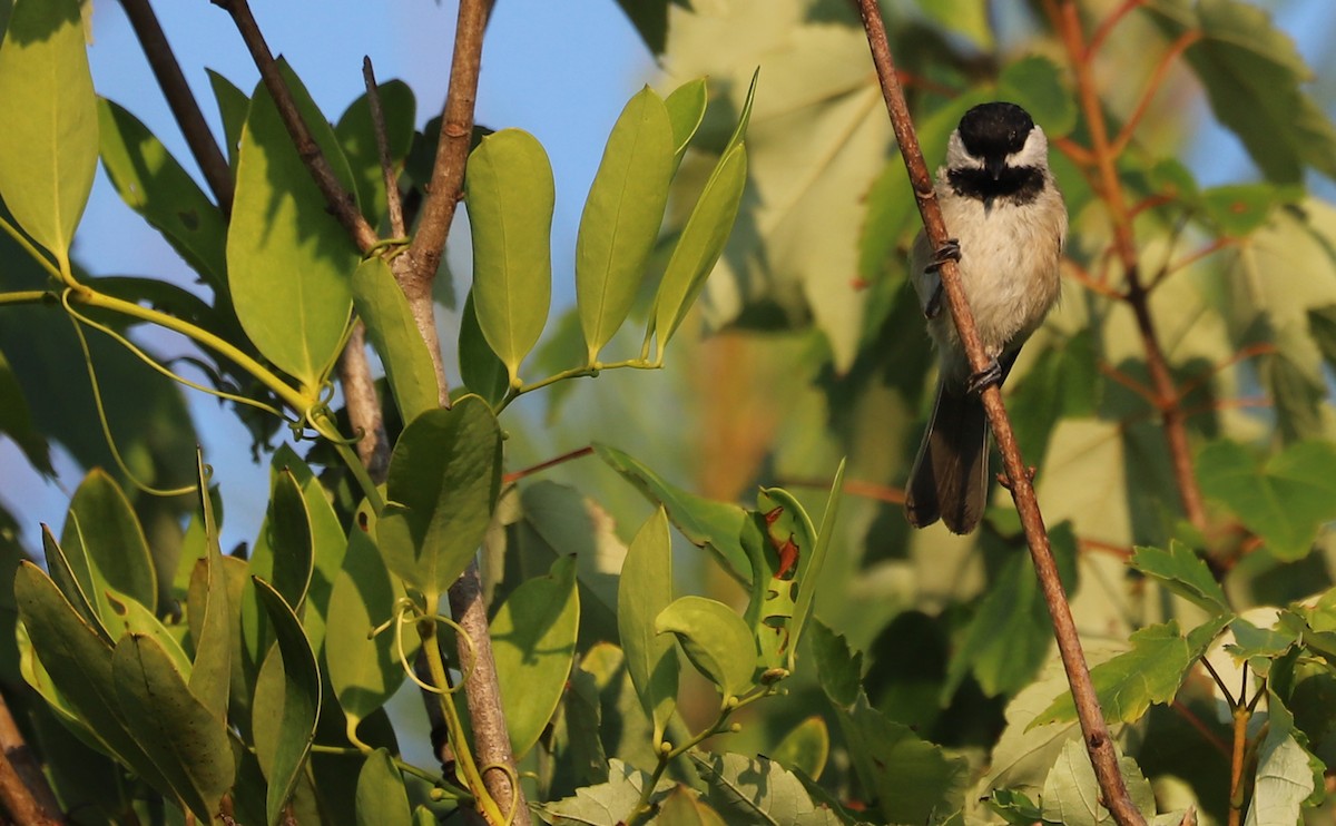 Carolina Chickadee - ML638238432